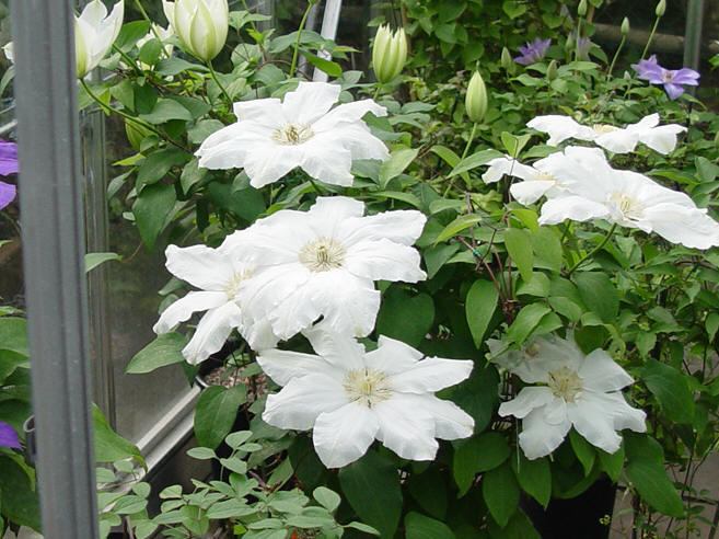 The Greenhouse in May