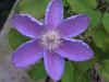 bud495.jpg (20941 bytes)