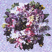 Thorncroft Clematis Nursery