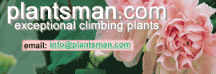 Plantsman Nursery,climbing plants,hardy vines,tender vines,seeds